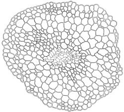 Bryoerythrophyllum recurvirostrum, stem cross-section. Drawn from J.E. Beever 26-40, CHR 612374.
 Image: R.D. Seppelt © R.D.Seppelt All rights reserved